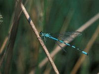 Coenagrion hastulatum 17, Speerwaterjuffer, male, Vlinderstichting-Tim Termaat