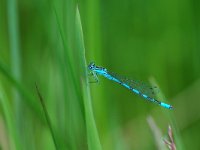 Coenagrion hastulatum 18, Speerwaterjuffer, Vlinderstichting-Jaap Bouwman