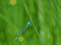 Coenagrion hastulatum 19, Speerwaterjuffer, Vlinderstichting-Jaap Bouwman