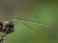 Speerwaterjuffer - Coenagrion hastulatum (vr.)  Speerwaterjuffer - Coenagrion hastulatum (vr.) [#Beginning of Shooting Data Section] Nikon D100  Focal Length: 185mm White Balance: Auto Color Mode: Mode III (sRGB) 2006/05/22 12:26:14 Exposure Mode: Aperture Priority AF Mode: Manual Hue Adjustment: 0° JPEG (8-bit) Fine Metering Mode: Center-Weighted Tone Comp: Normal Sharpening: Normal Image Size:  Large (3008 x 2000) 1/160 sec - f/7.1 Flash Sync Mode: Not Attached Noise Reduction: OFF Exposure Comp.: 0 EV Image Comment:                                      [#End of Shooting Data Section]