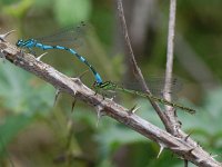 Speerwaterjuffer - Coenagrion hastulatum  Speerwaterjuffer - Coenagrion hastulatum  [#Beginning of Shooting Data Section] Nikon D100  Focal Length: 185mm White Balance: Auto Color Mode: Mode III (sRGB) 2006/05/22 12:11:48.1 Exposure Mode: Aperture Priority AF Mode: Manual Hue Adjustment: 0° JPEG (8-bit) Fine Metering Mode: Center-Weighted Tone Comp: Normal Sharpening: Normal Image Size:  Large (3008 x 2000) 1/320 sec - f/8 Flash Sync Mode: Not Attached Noise Reduction: OFF Exposure Comp.: 0 EV Image Comment:                                      [#End of Shooting Data Section]