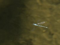 Coenagrion hastulatum 22, Speerwaterjuffer, Saxifraga-Jan van der Straaten