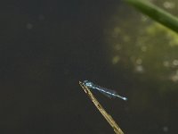 Coenagrion hastulatum 23, Speerwaterjuffer, Saxifraga-Jan van der Straaten