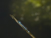 Coenagrion hastulatum 24, Speerwaterjuffer, Saxifraga-Jan van der Straaten