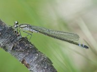 Coenagrion lunulatum, Irish Damselfly