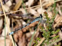 Coenagrion lunulatum 12, Maanwaterjuffer, Saxifraga-Henk Baptist