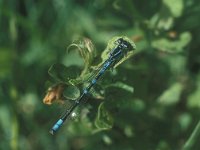 Coenagrion lunulatum 4, Maanwaterjuffer, male, Vlinderstichting-Tim Termaat