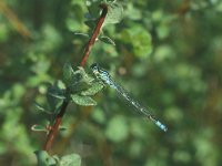 Coenagrion lunulatum 6, Maanwaterjuffer, male, Vlinderstichting-Tim Termaat