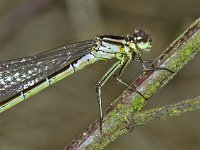 332_5E, Maanwaterjuffer : Maanwaterjuffer, Coenagrion lunulatum, female