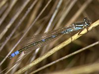 332_33, Maanwaterjuffer : Coenagrion lunulatum, Maanwaterjuffer, male