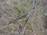 Coenagrion lunulatum 2, Maanwaterjuffer, Saxifraga-Willem Jan Hoeffnagel