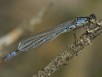 Maanwaterjuffer - Coenagrion lunulatum  (man)  Maanwaterjuffer - Coenagrion lunulatum  (man) [#Beginning of Shooting Data Section] Nikon D200 Focal Length: 250mm Optimize Image: Normal Color Mode: Mode I (Adobe RGB) Long Exposure NR: Off High ISO NR: On (Normal) 2007/04/12 13:38:55.9 Exposure Mode: Aperture Priority White Balance: Auto Tone Comp.: Auto RAW (12-bit) Metering Mode: Spot AF Mode: Manual Hue Adjustment: 0° Image Size: Large (3872 x 2592) 1/640 sec - F/9 Flash Sync Mode: Not Attached Saturation: Auto Color Exposure Comp.: 0 EV Sharpening: Auto Lens: 185mm F/3.5 D Sensitivity: ISO 800 Image Comment:                                      [#End of Shooting Data Section]