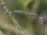 Maanwaterjuffer - Coenagrion lunulatum (man)  Maanwaterjuffer - Coenagrion lunulatum (man) [#Beginning of Shooting Data Section] Nikon D200 Focal Length: 250mm Optimize Image: Normal Color Mode: Mode I (Adobe RGB) Long Exposure NR: Off High ISO NR: On (Normal) 2007/04/12 13:37:06.2 Exposure Mode: Aperture Priority White Balance: Auto Tone Comp.: Auto RAW (12-bit) Metering Mode: Spot AF Mode: Manual Hue Adjustment: 0° Image Size: Large (3872 x 2592) 1/320 sec - F/9 Flash Sync Mode: Not Attached Saturation: Auto Color Exposure Comp.: 0 EV Sharpening: Auto Lens: 185mm F/3.5 D Sensitivity: ISO 800 Image Comment:                                      [#End of Shooting Data Section]