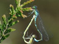 Maanwaterjuffer - Coenagrion lunulatum  Maanwaterjuffer - Coenagrion lunulatum [#Beginning of Shooting Data Section] Nikon D100  Focal Length: 185mm White Balance: Auto Color Mode: Mode III (sRGB) 2006/05/11 11:01:31.9 Exposure Mode: Aperture Priority AF Mode: Manual Hue Adjustment: 0° JPEG (8-bit) Fine Metering Mode: Spot Tone Comp: Normal Sharpening: Normal Image Size:  Large (3008 x 2000) 1/250 sec - f/9 Flash Sync Mode: Not Attached Noise Reduction: OFF Exposure Comp.: 0 EV Image Comment:                                      [#End of Shooting Data Section]