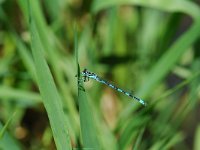 Coenagrion mercuriale 14, Mercuurwaterjuffer, Vlinderstichting-Jaap Bouwman