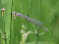 Coenagrion mercuriale 2, Mercuurwaterjuffer, female, Vlinderstichting-Tim Termaat