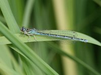 Coenagrion mercuriale 4, Mercuurwaterjuffer, male, Vlinderstichting-Tim Termaat