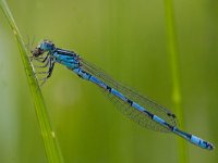 Coenagrion mercuriale 5, Mercuurwaterjuffer, male, Saxifraga-Mark Zekhuis