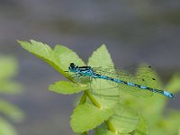 Coenagrion mercuriale 7, Mercuurwaterjuffer, male, Saxifraga-Mark Zekhuis