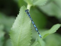 Coenagrion mercuriale 8, Mercuurwaterjuffer, male, Vlinderstichting-Tim Termaat