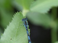 Coenagrion mercuriale 9, Mercuurwaterjuffer, male, Vlinderstichting-Tim Termaat