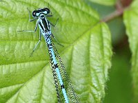 Coenagrion puella 1, Azuurwaterjuffer, Vlinderstichting-Tim Termaat