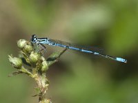 Azuurwaterjuffer - Coenagrion puella (man)  Azuurwaterjuffer - Coenagrion puella (man) [#Beginning of Shooting Data Section] Nikon D100  Focal Length: 250mm Optimize Image:  Color Mode: Mode III (sRGB) Long Exposure NR: Off 2007/04/30 14:09:50 Exposure Mode: Aperture Priority White Balance: Auto Tone Comp.: Normal RAW (12-bit) Metering Mode: Spot AF Mode: Manual Hue Adjustment: 0° Image Size: Large (3008 x 2000) 1/250 sec - F/6.3 Flash Sync Mode: Not Attached Saturation:  Exposure Comp.: 0 EV Sharpening: Normal Lens: 185mm F/3.5 D Sensitivity: ISO 200 Image Comment:                                      [#End of Shooting Data Section]