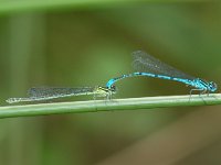 Azuurwaterjuffer - Coenagrion puella  Azuurwaterjuffer - Coenagrion puella [#Beginning of Shooting Data Section] Nikon D100  Focal Length: 250mm White Balance: Auto Color Mode: Mode III (sRGB) 2006/07/10 12:24:42.9 Exposure Mode: Aperture Priority AF Mode: Manual Hue Adjustment: 0° JPEG (8-bit) Fine Metering Mode: Spot Tone Comp: Normal Sharpening: Normal Image Size:  Large (3008 x 2000) 1/90 sec - f/8 Flash Sync Mode: Front Curtain Noise Reduction: OFF Exposure Comp.: 0 EV Auto Flash Mode: D-TTL Image Comment:                                      [#End of Shooting Data Section]