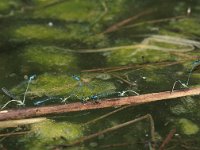 Coenagrion puella 16, Azuurwaterjuffer, Vlinderstichting-Antoin van der Heijden