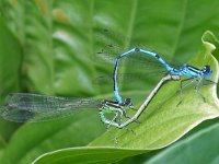 Azuurwaterjuffer #C0179 : Coenagrion puella, Azure Damselfly, Azuurwaterjuffer, copula