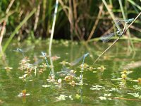 Coenagrion puella 18, Azuurwaterjuffer, Saxifraga-Rudmer Zwerver