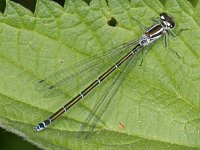 Azuurwaterjuffer #07242 : Azuurwaterjuffer, Coenagrion puella, Azure Damselfly