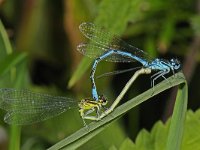 Azuurwaterjuffer #48153 : Azuurwaterjuffer, Coenagrion puella, Azure Damselfly, copula