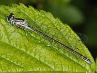 Azuurwaterjuffer #47821 : Azuurwaterjuffer, Coenagrion puella, Azure Damselfly, female, with mites