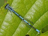 Azuurwaterjuffer #47802 : Azuurwaterjuffer, Coenagrion puella, Azure Damselfly