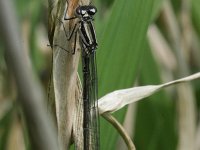 Coenagrion puella 26, Azuurwaterjuffer, Saxifraga-Rutger Barendse