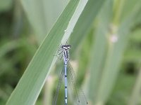 Coenagrion puella 28, Azuurwaterjuffer, Saxifraga-Rutger Barendse