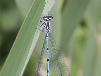 Coenagrion puella 29, Azuurwaterjuffer, Saxifraga-Rutger Barendse