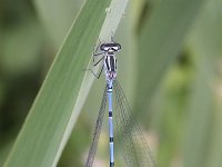 Coenagrion puella 30, Azuurwaterjuffer, Saxifraga-Rutger Barendse