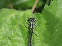 Coenagrion puella 32, Azuurwaterjuffer, Saxifraga-Rutger Barendse