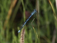 Coenagrion puella 34, Azuurwaterjuffer, Saxifraga-Peter Meininger