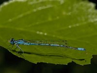 Coenagrion puella 37, Azuurwaterjuffer, Saxifraga-Jan van der Straaten