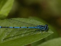 Coenagrion puella 39, Azuurwaterjuffer, Saxifraga-Jan van der Straaten