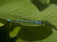 Coenagrion puella 44, Azuurwaterjuffer, Saxifraga-Jan van der Straaten