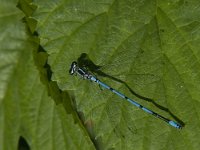 Coenagrion puella 46, Azuurwaterjuffer, male, Saxifraga-Jan van der Straaten