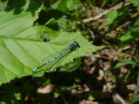 Coenagrion puella 5, Azuurwaterjuffer, Saxifraga-Willem Jan Hoeffnagel