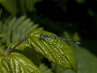 Coenagrion puella 50, male, Azuurwaterjuffer, Saxifraga-Jan van der Straaten