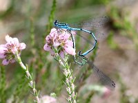 Coenagrion puella 53, Azuurwaterjuffer, Saxifraga-Henk Baptist