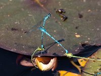 Coenagrion puella 55, Azuurwaterjuffer, Saxifraga-Bart Vastenhouw