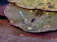 Coenagrion puella 57, Azuurwaterjuffer, Saxifraga-Bart Vastenhouw